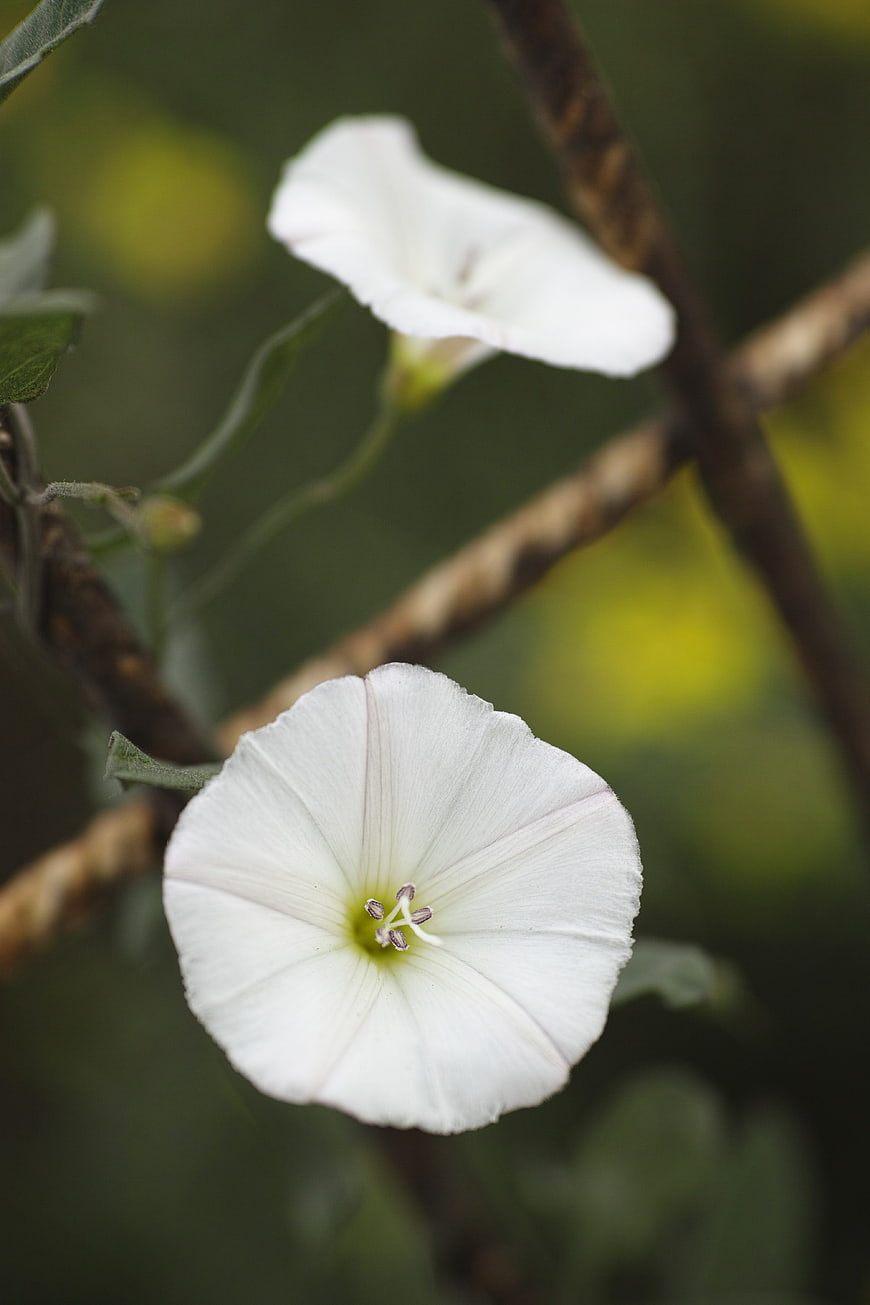 Close-up of white morning glory flowers on a vine