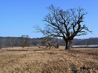 Solitary bare tree in dry winter meadow landscape