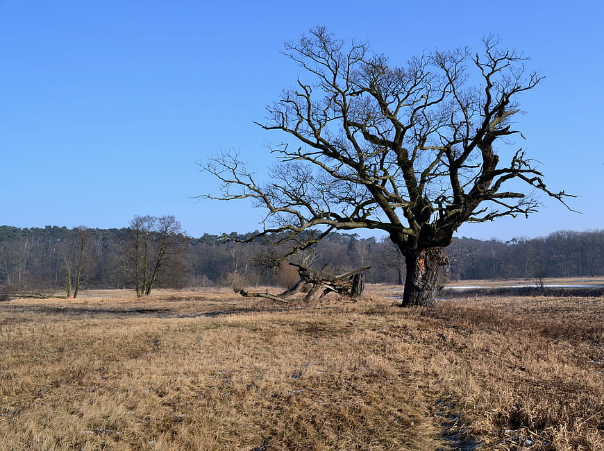 Solitary bare tree in dry winter meadow landscape