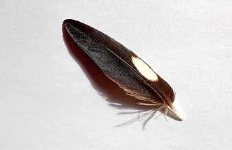 Brown and White Bird Feather on White Background