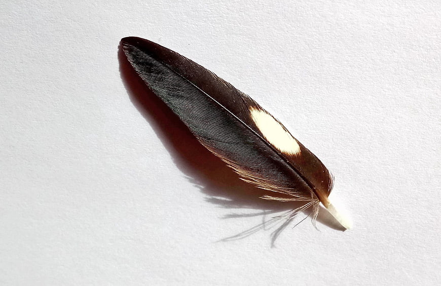 Brown and White Bird Feather on White Background