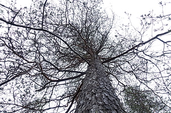 Low angle view of tall pine tree trunk and branches against sky