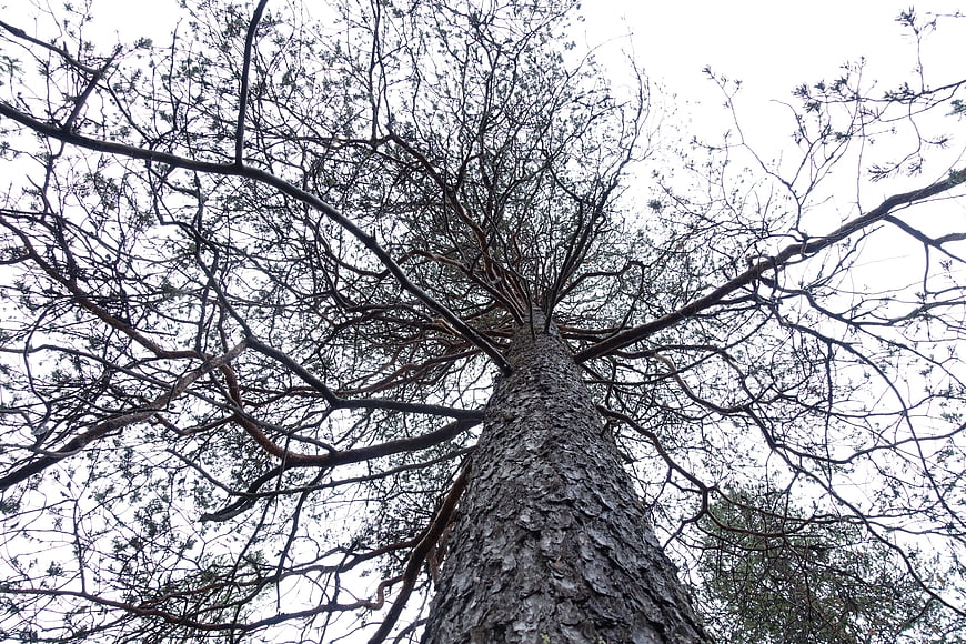 Low angle view of tall pine tree trunk and branches against sky