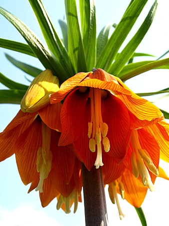 Close-up of vibrant orange Fritillaria imperialis crown imperial flower