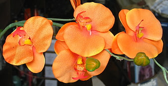 Vibrant Orange Orchid Flowers with Spotted Petals