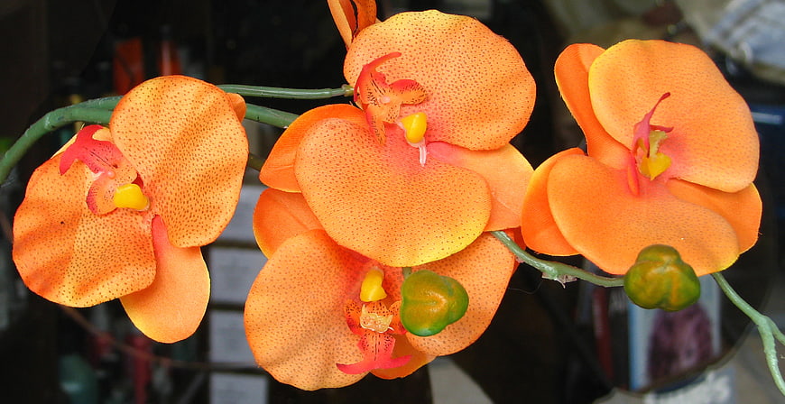 Vibrant Orange Orchid Flowers with Spotted Petals