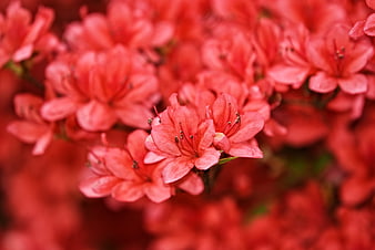 Close-up of vibrant red azalea flowers in full bloom