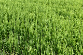 Lush Green Rice Paddy Field Texture