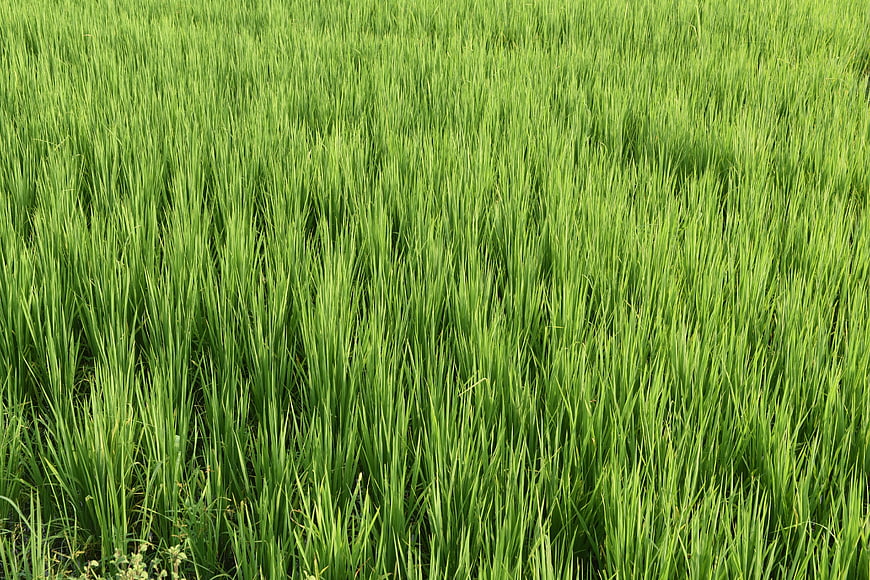 Lush Green Rice Paddy Field Texture