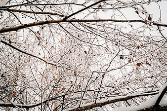 Snow-covered tree branches against a white winter sky