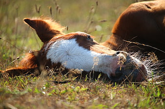 Sleeping foal resting in a sunlit grassy pasture
