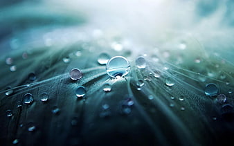 Macro Water Droplets on Blue Feather Texture