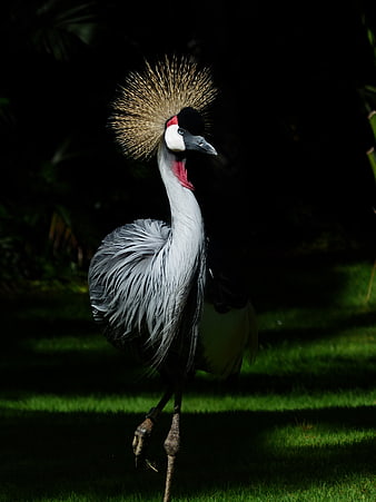 Grey Crowned Crane Walking on Grass in Natural Light