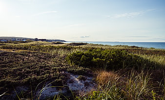 Coastal Dunes Landscape with Ocean View and Coastal Vegetation