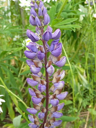 Close-up of purple lupine flower in green garden