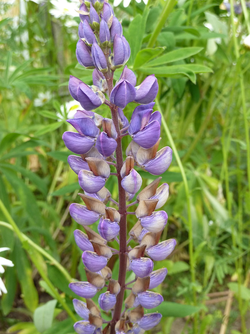 Close-up of purple lupine flower in green garden