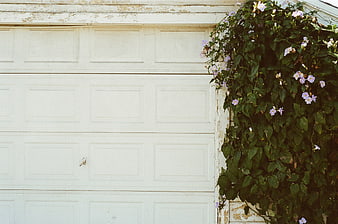 White Garage Door with Climbing Flowers and Green Vines