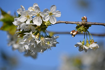 White Cherry Blossoms on Branch Against Blue Sky
