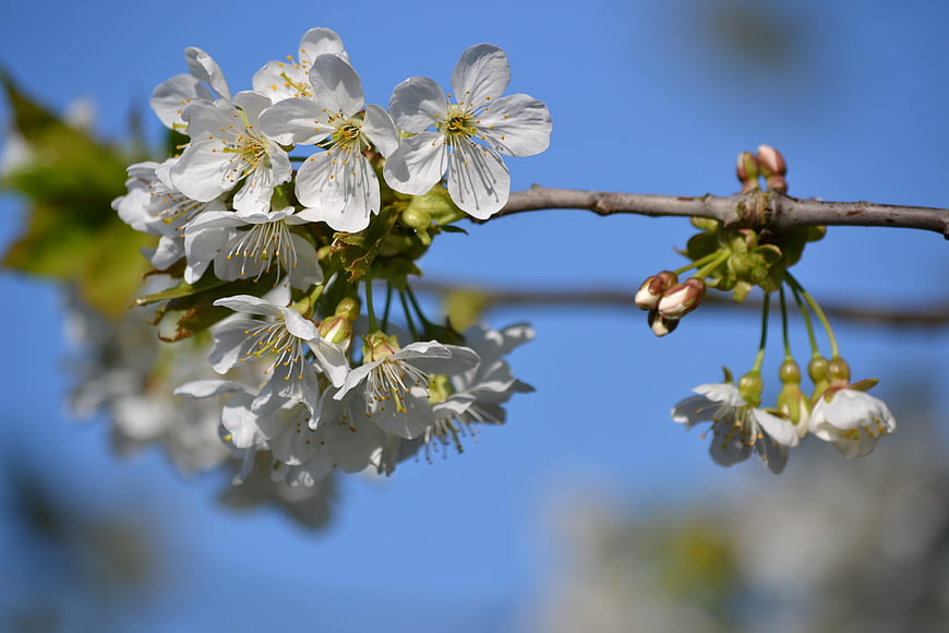White Cherry Blossoms on Branch Against Blue Sky