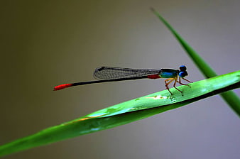 Red-tailed Damselfly on Green Grass Blade