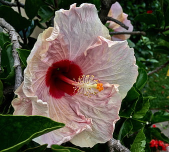 Close-up of a Pink Hibiscus Flower with Red Center