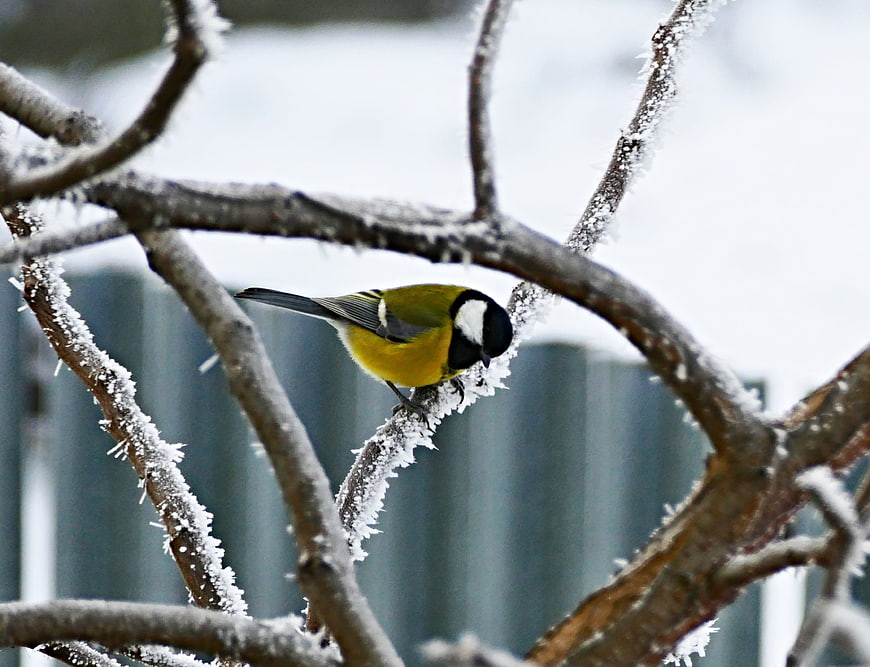 Great Tit perched on frost-covered branch in winter