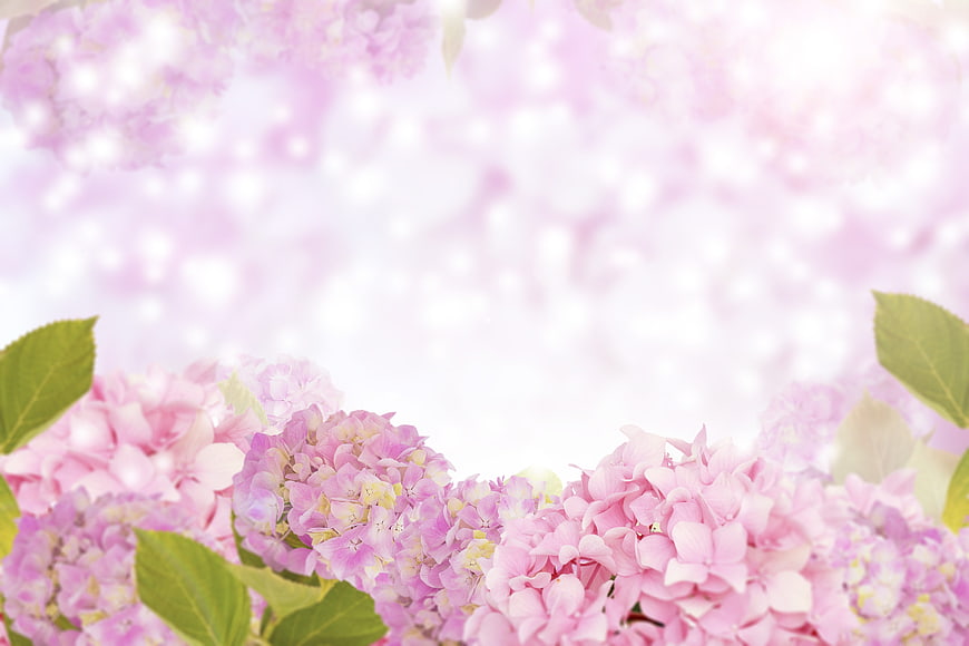 Soft Pink Hydrangea Floral Background With Spring Blossoms