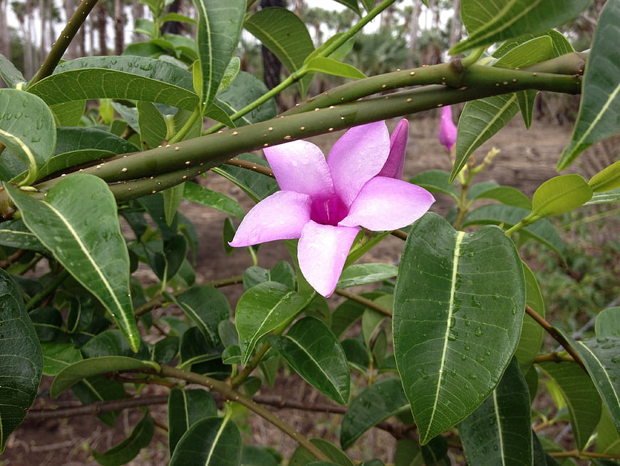 Pink Desert Rose Flower with Green Leaves and Water Droplets