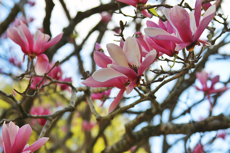 Pink Magnolia Blossoms on Branches Against Blue Sky