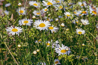 White Daisies Blooming in a Sunny Green Meadow