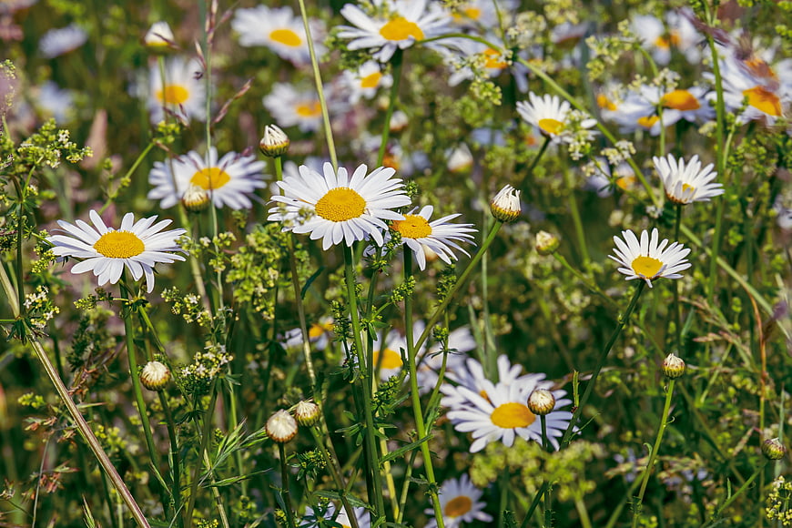 White Daisies Blooming in a Sunny Green Meadow