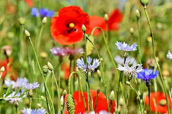 Vibrant Red Poppies and Blue Cornflowers in a Meadow