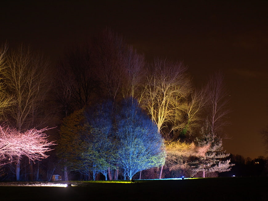 Colorful illuminated trees at night in a park