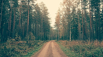 Dirt road winding through a dense pine forest in autumn