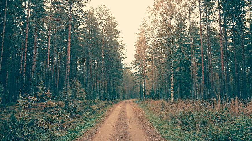 Dirt road winding through a dense pine forest in autumn