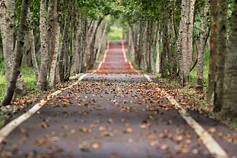 Winding Forest Road with Fallen Leaves and White Lines