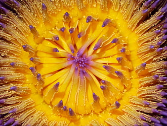 Macro Close-Up of Yellow and Purple Flower Center