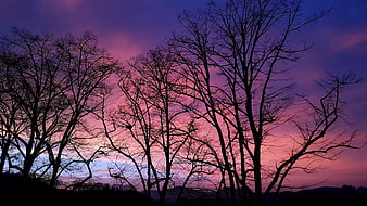 Silhouetted bare trees against a vibrant purple and pink sunset sky