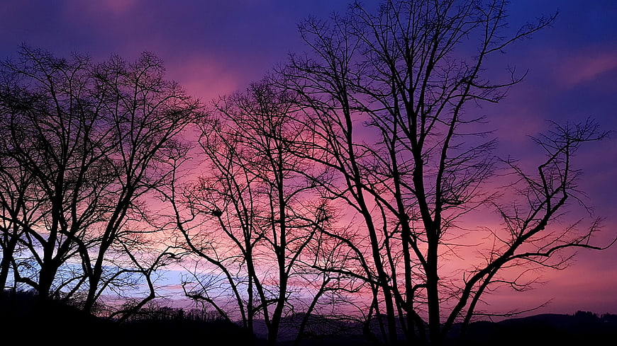 Silhouetted bare trees against a vibrant purple and pink sunset sky