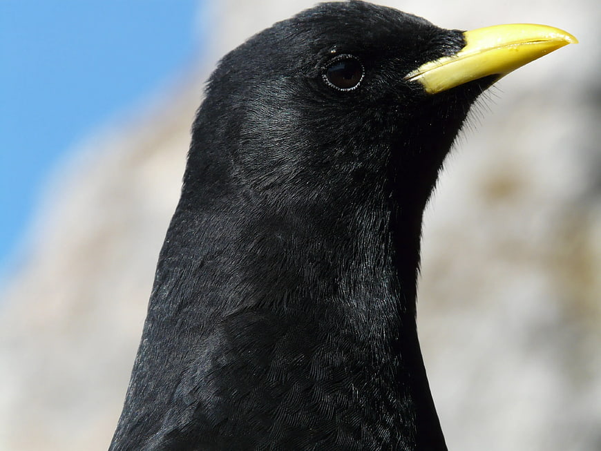 Close-up portrait of a black bird with yellow beak