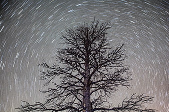 Star trails circling a bare tree silhouette at night