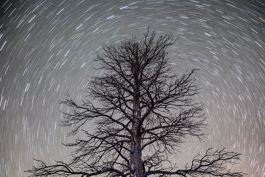 Star trails circling a bare tree silhouette at night