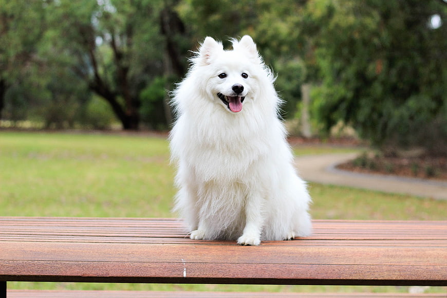 Happy White Spitz Dog Sitting On Park Bench