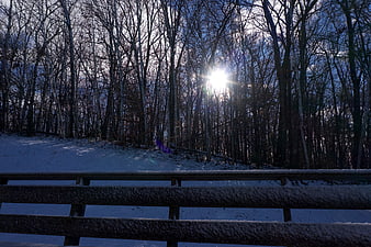 Sunlight shining through bare winter trees over snowy guardrail
