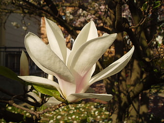 Close-up of white magnolia flower blooming in spring garden
