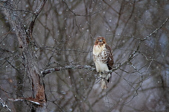 Red-tailed Hawk Perched on Snowy Branch in Winter