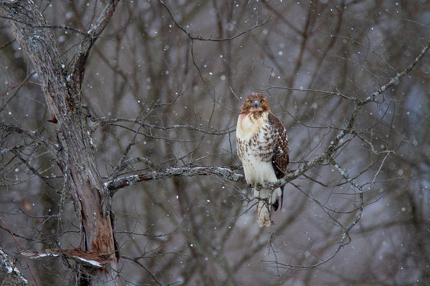 Red-tailed Hawk Perched on Snowy Branch in Winter