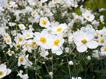 White Japanese Anemone Flowers with Yellow Centers in Garden