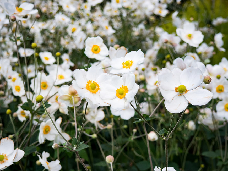 White Japanese Anemone Flowers with Yellow Centers in Garden