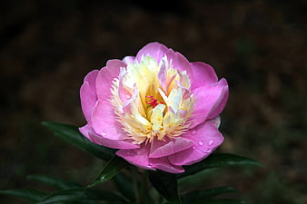 Pink Peony Flower In Full Bloom With Water Droplets
